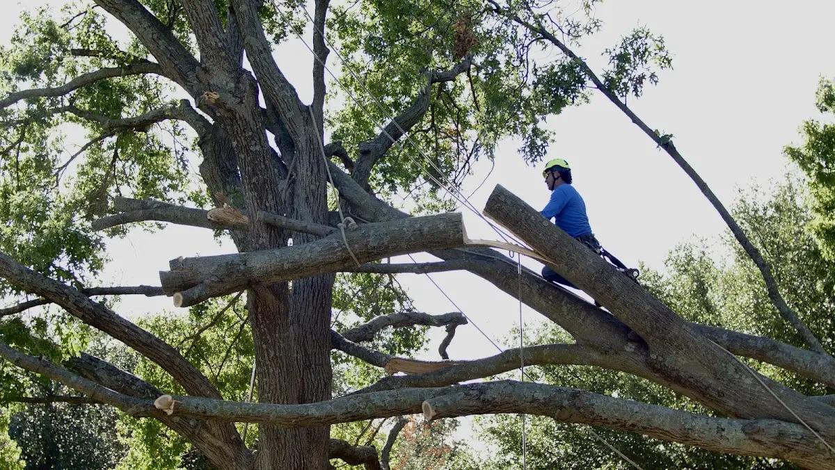Professional Hazardous Tree Removal performed by certified arborists in Mendon