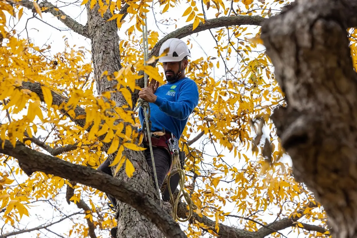 Skilled Storm Damage Cleanup crew working in Mendon
